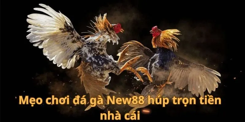 Đá Gà New88 - Trải nghiệm các trận đấu đầy kịch tính 4 Mẹo chơi đá gà New88 húp trọn tiền nhà cái