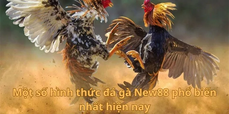 Đá Gà New88 - Trải nghiệm các trận đấu đầy kịch tính 3 Một số hình thức đá gà New88 phổ biến nhất hiện nay