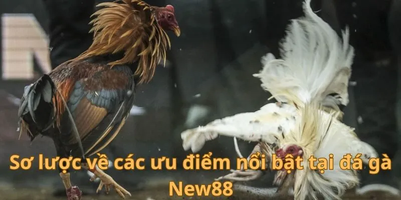 Đá Gà New88 - Trải nghiệm các trận đấu đầy kịch tính 2 Sơ lược về các ưu điểm nổi bật tại đá gà New88